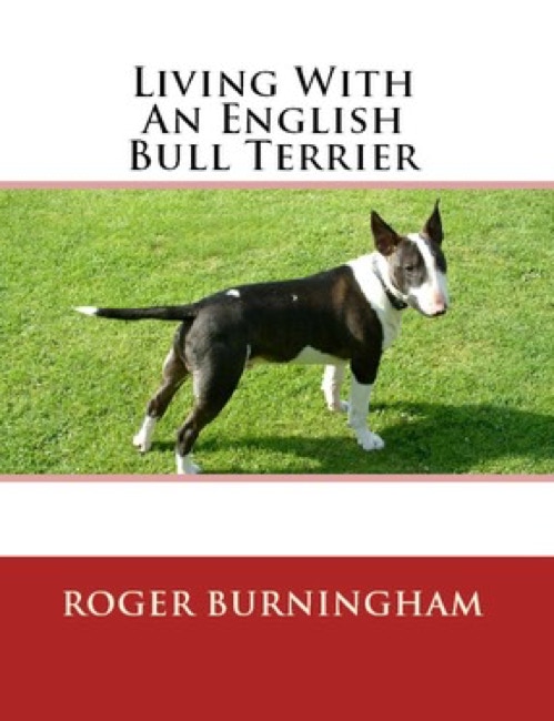 Boston Studios | English Bull Terrier thmbnail picture